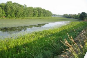 Wetland and aquatic vegetation characteristic of the freshwater Hudson River